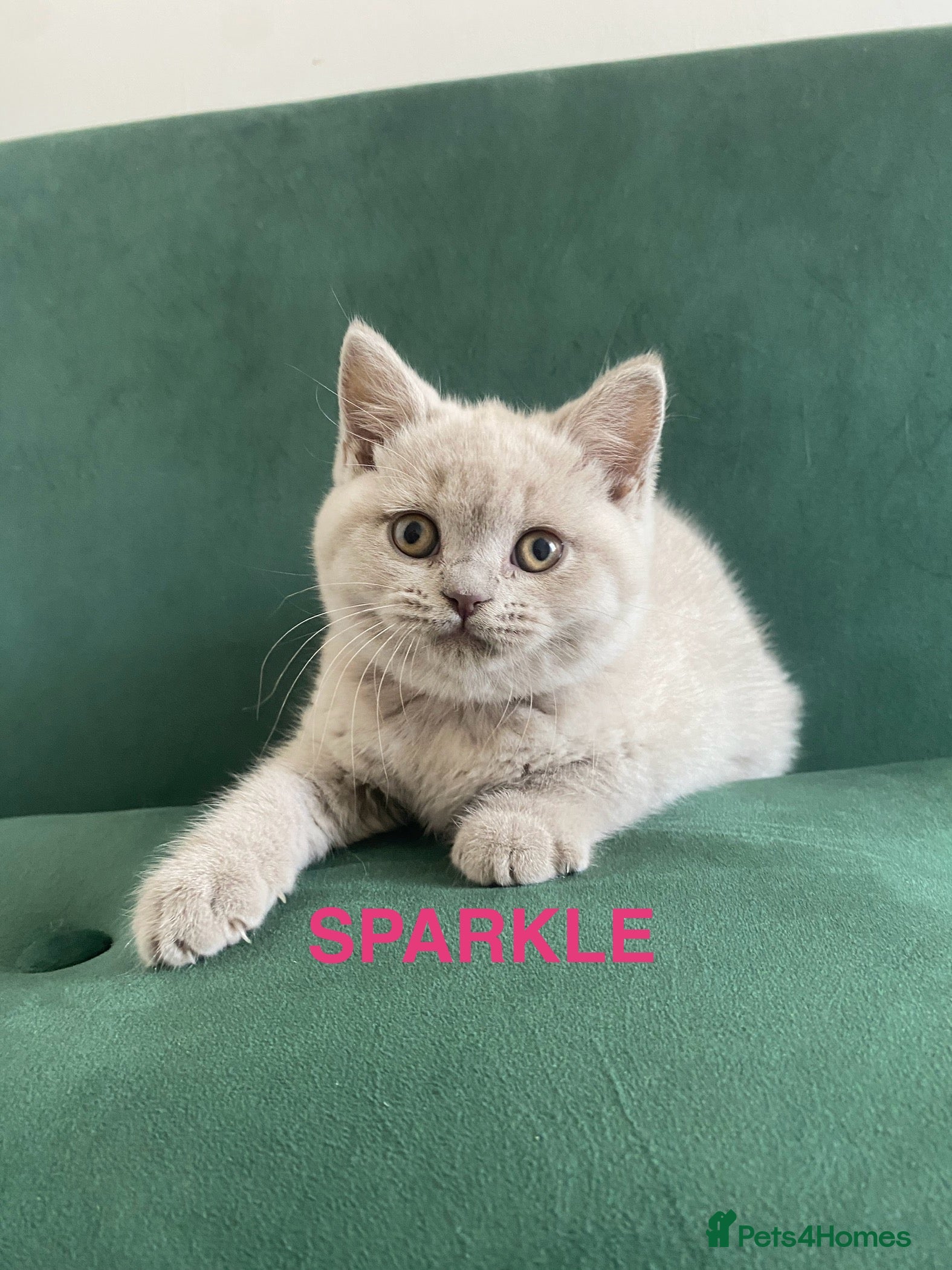 British Shorthair cats GCCF -SPECTACULAR  -British Shorthair kittens  - Advert 2