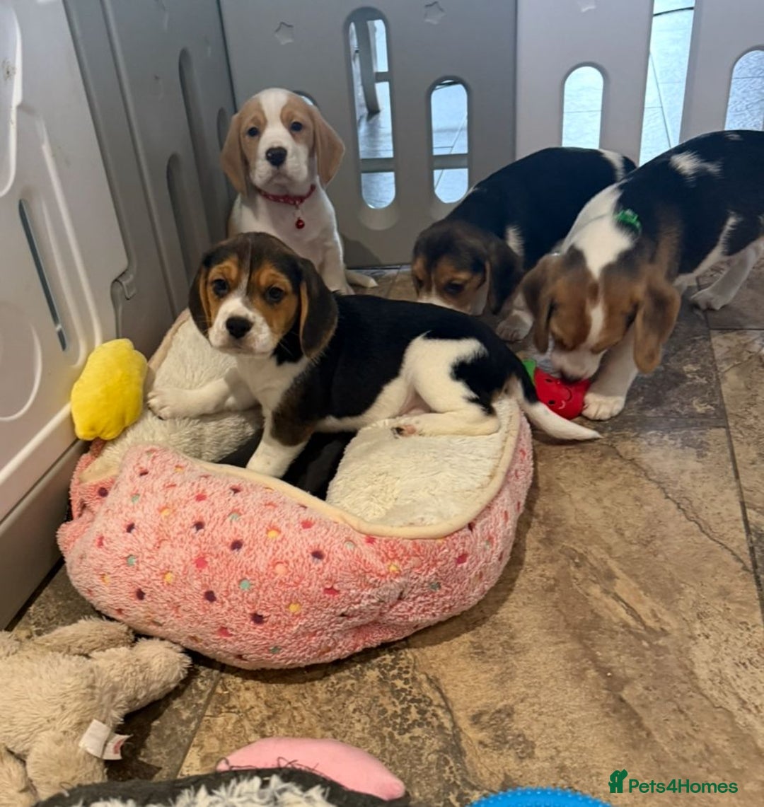 Beagle dogs for sale: Genuine Foot Beagle Puppies - Advert 2