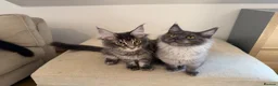 Maine Coon cats for sale: TICCA Registered Mainecoon Kittens (PetOnly) - Advert 14