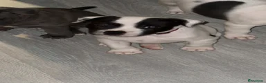 Staffordshire Bull Terrier 1