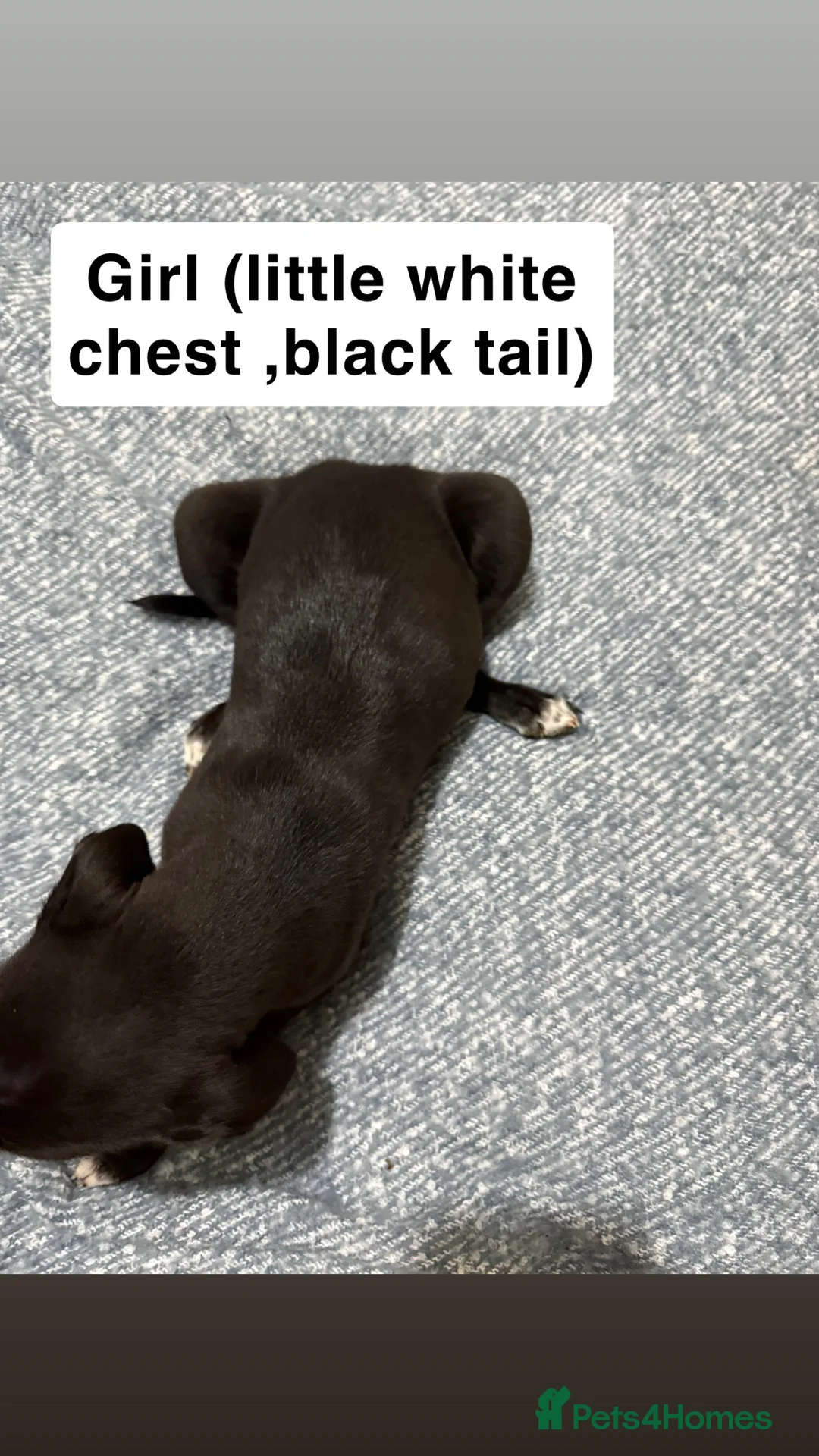 Mixed Breed dogs for sale: Black with white chest female pup in Shrewsbury - Advert 4