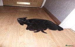 Domestic Shorthair cats for sale: Kittens  - Image 2