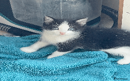 Mixed Breed cats for sale: British Shorthair Cross kittens  - Image 3