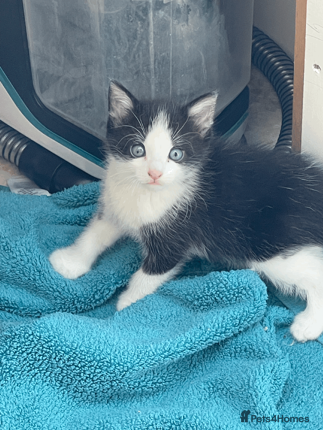Mixed Breed cats for sale: British Shorthair Cross kittens  - Image 3