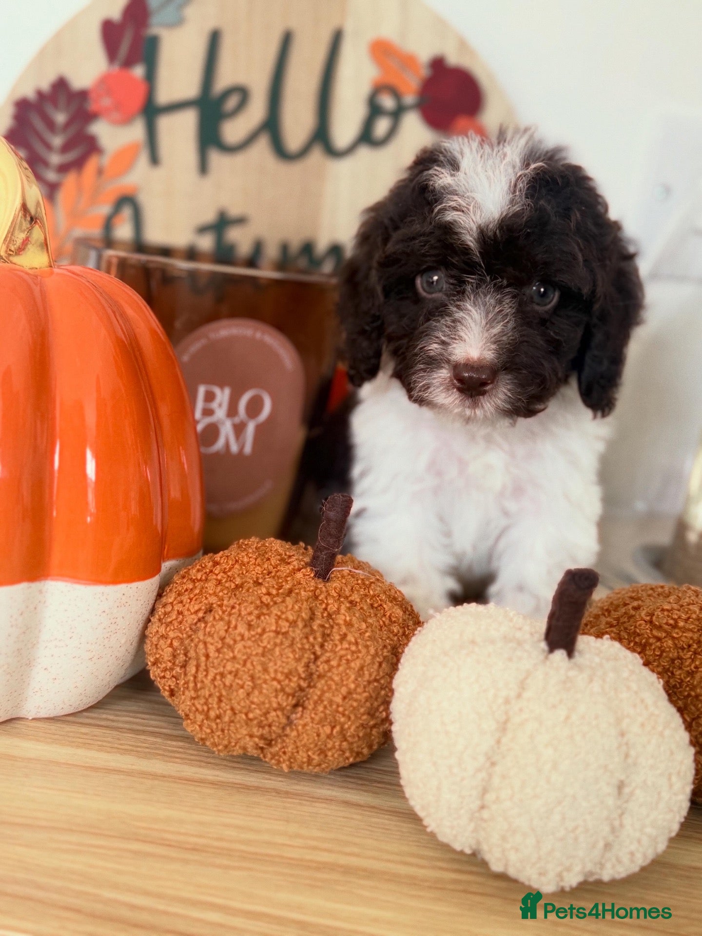 Cockapoo dogs Tiny Toy Roan and Merle Cockapoos - Advert 1