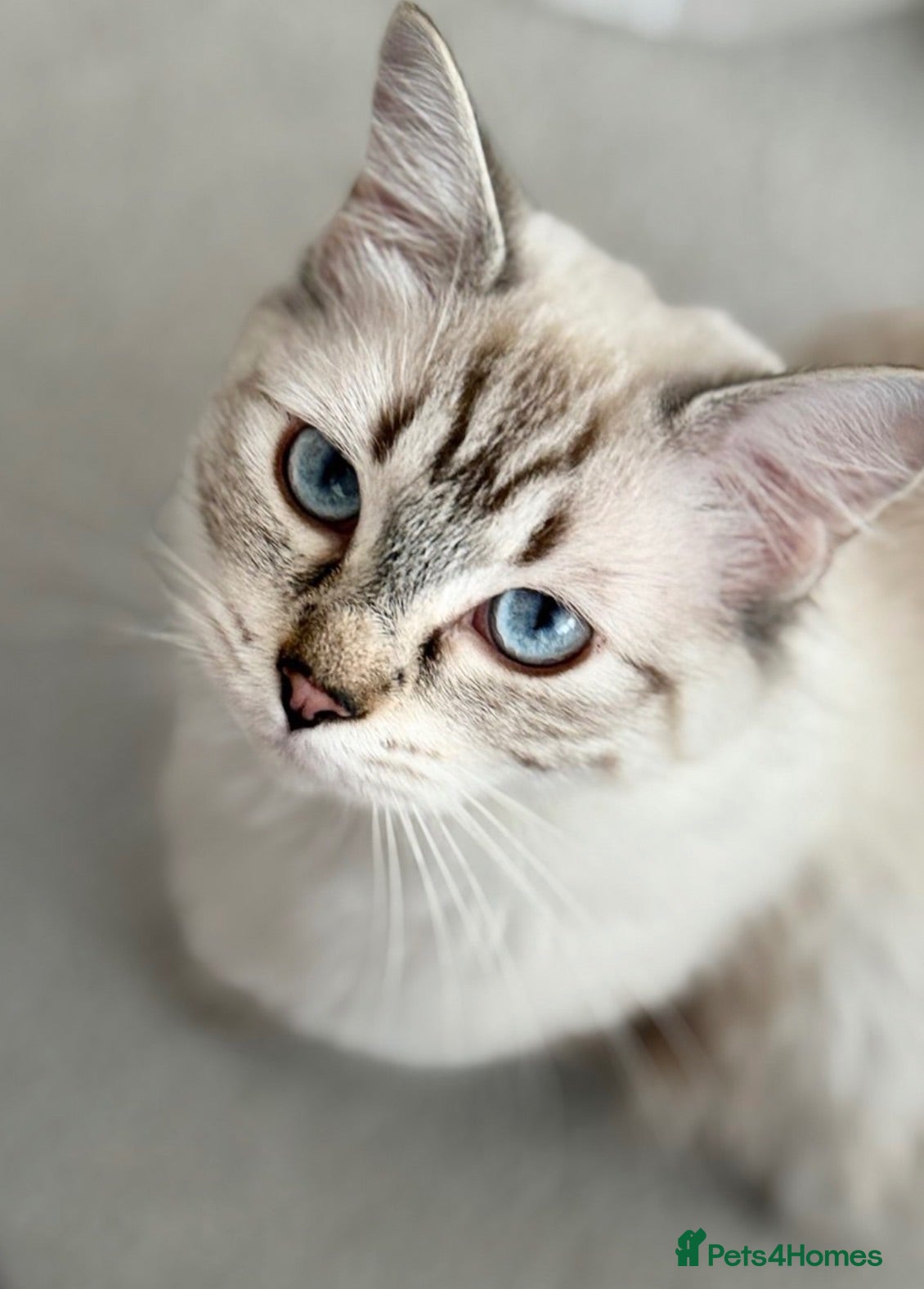 British Shorthair cats Gorgeous white British shorthair kittens 🐾 - Advert 20