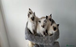 Ragdoll cats for sale: Gorgeous Ragdoll kittens  - Image 7