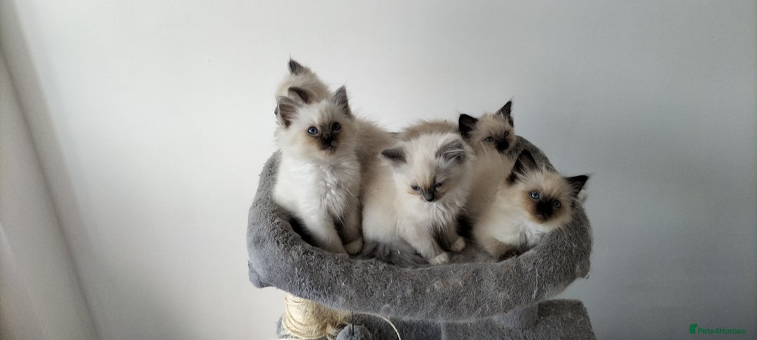 Ragdoll cats for sale: Gorgeous Ragdoll kittens  - Image 7
