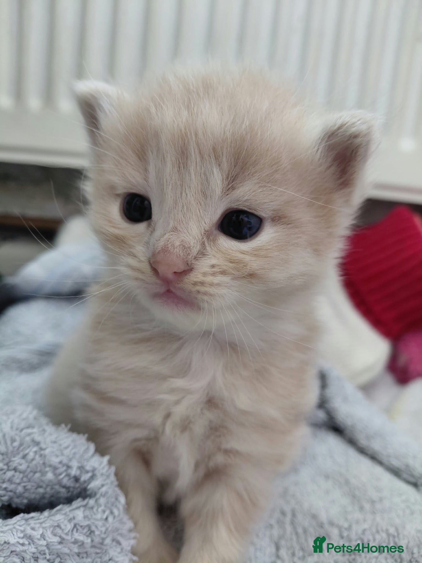 Maine Coon cats  Gorgeous 1/4 Maine coon kittens - Advert 11