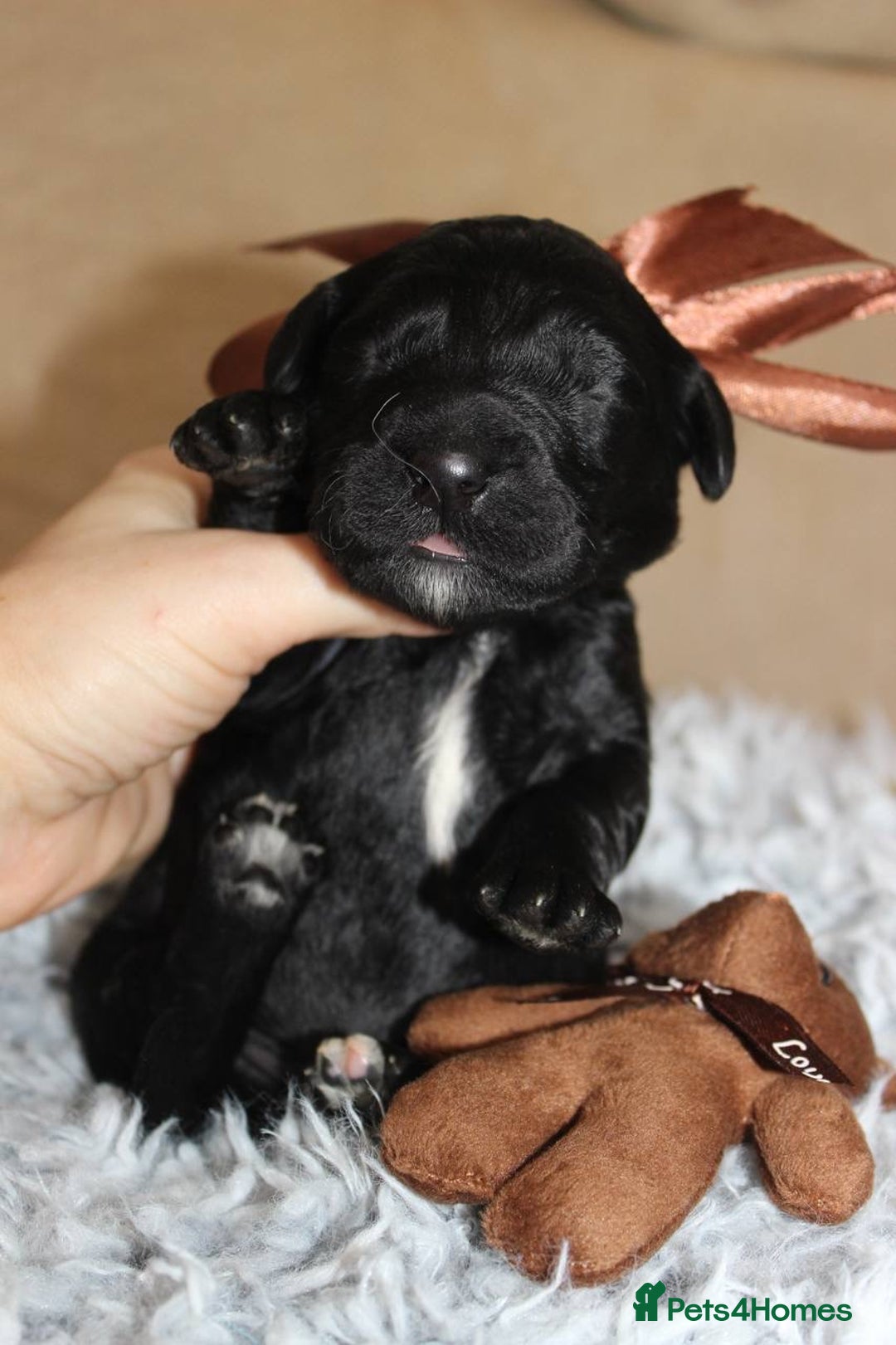 Goldendoodle dogs for sale: F1 Goldendoodle black Puppies - Advert 24