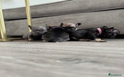 French Bulldog dogs for sale: French bull dog litter available now  - Image 5