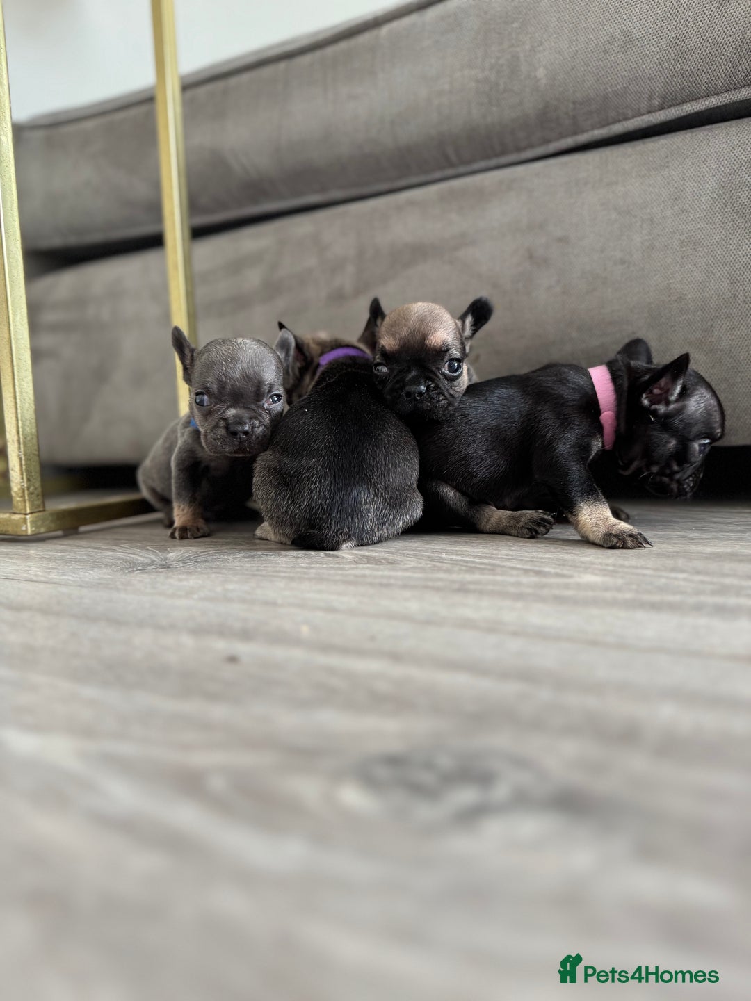 French Bulldog dogs for sale: French bull dog litter available now  - Image 5
