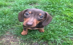 Miniature Dachshund dogs for sale: Ready now! KC Miniature Dachshund Puppies  - Image 2