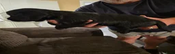 Cocker Spaniel dogs for sale: 4 beautiful cocker spaniel puppies - Advert 7