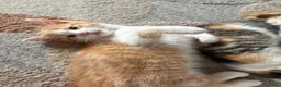 Domestic Shorthair cats for sale: 6 beautiful playful kittens - Advert 10