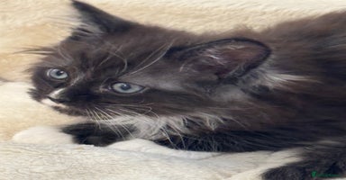 Maine Coon cats Gorgeous Maine Coon kittens from the GCCF Pedegree - Advert 3