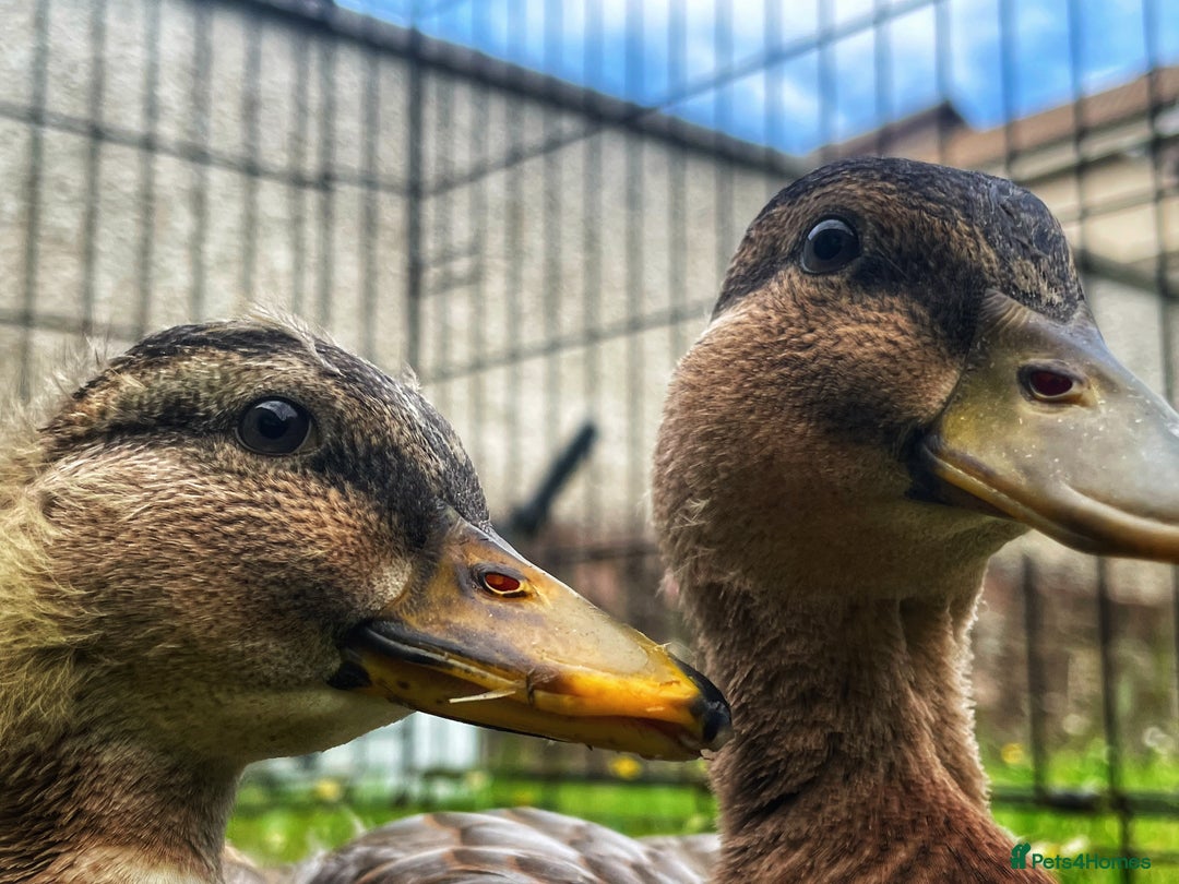 Ducks poultry for sale: Two Call Duck Drakes - Advert 10