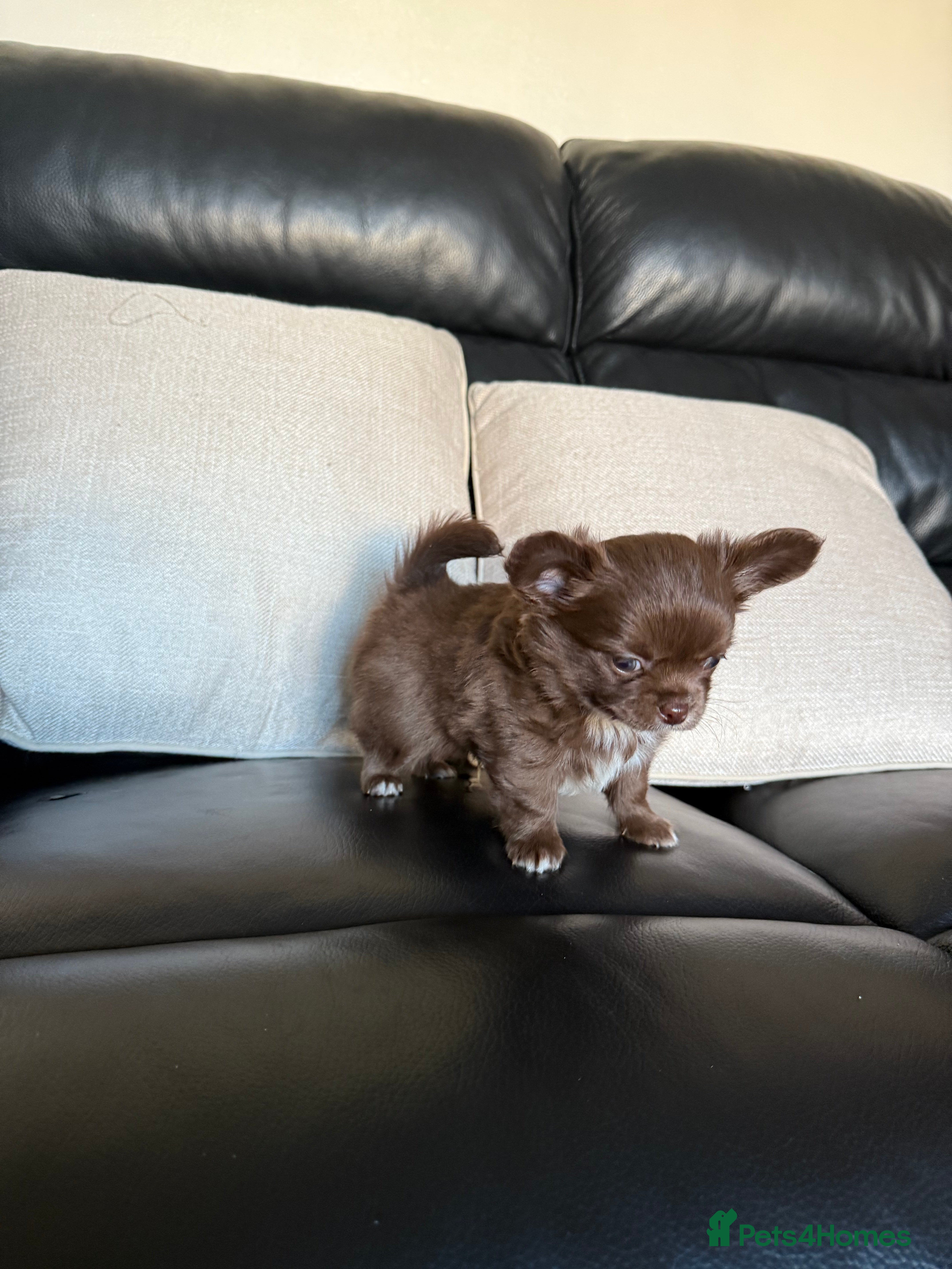 Chihuahua dogs Chihuahuas READY NOW  - Advert 5