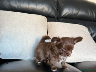 Chihuahua dogs Chihuahuas READY NOW - Advert 2