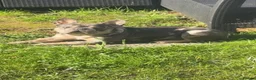 French Bulldog dogs for sale: french bulldog 4 years old  in Skegness - Advert 4