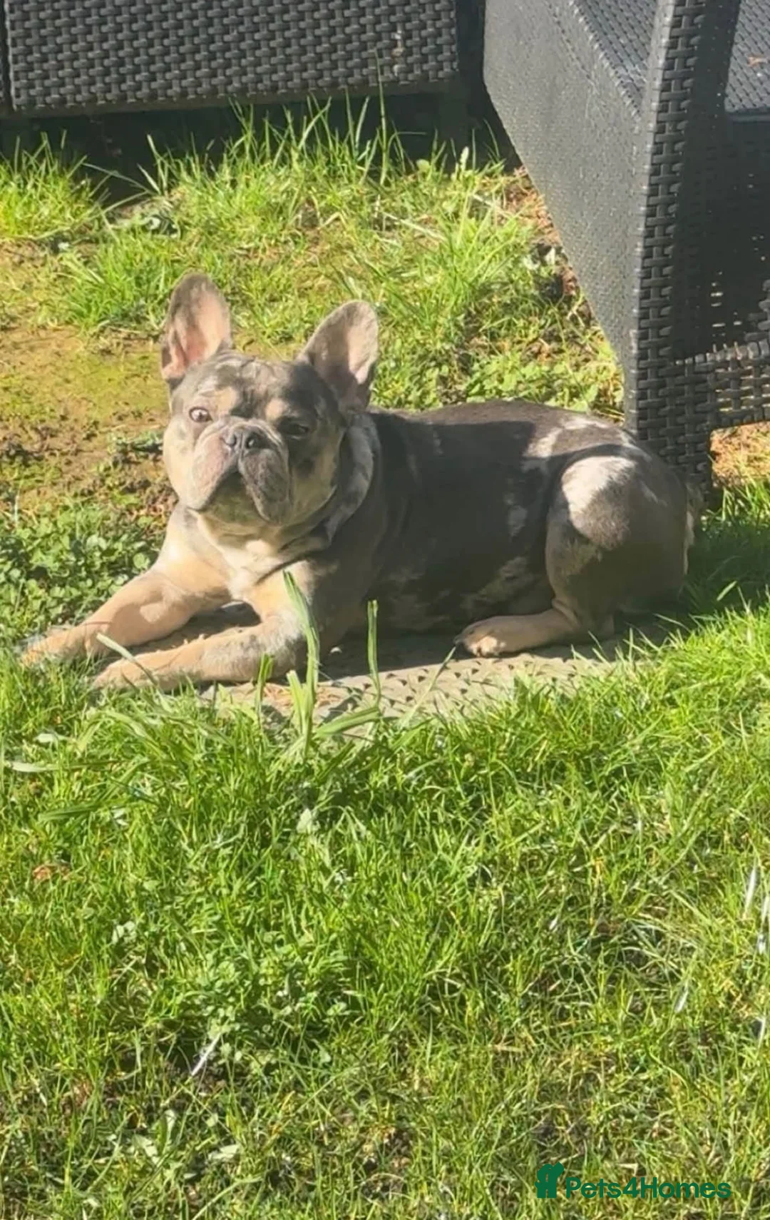French Bulldog dogs for sale: french bulldog 4 years old  in Skegness - Advert 4