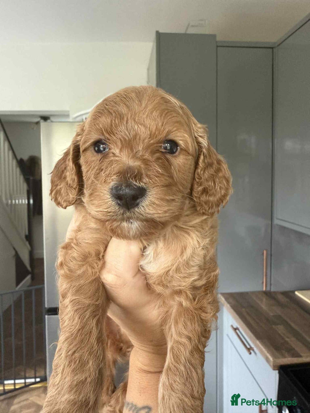 Cockapoo dogs for sale: Gorgeous cockapoo puppies  - Advert 4
