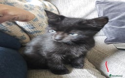 Mixed Breed cats for sale: 3 all black kittens  - Image 6