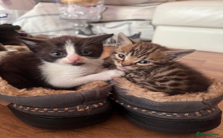 Mixed Breed cats - Advert 3