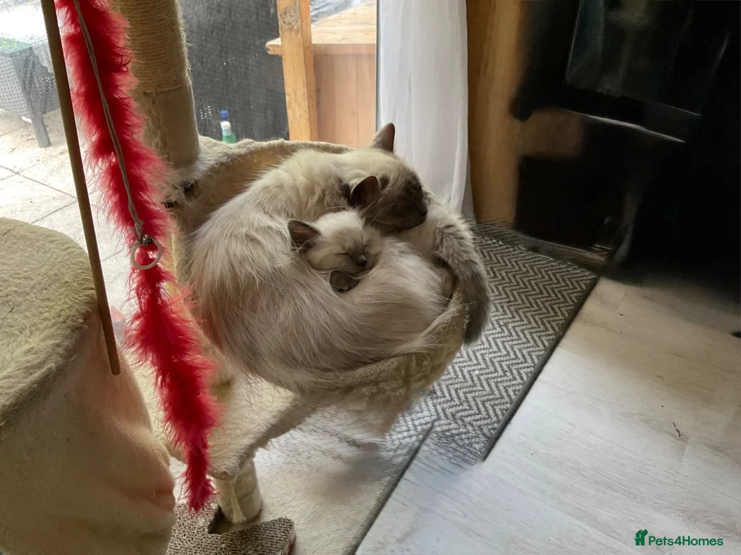 Ragdoll cats for sale: Gorgeous Fluffy Ragdoll Kitten – 3 Months Old - Advert 1