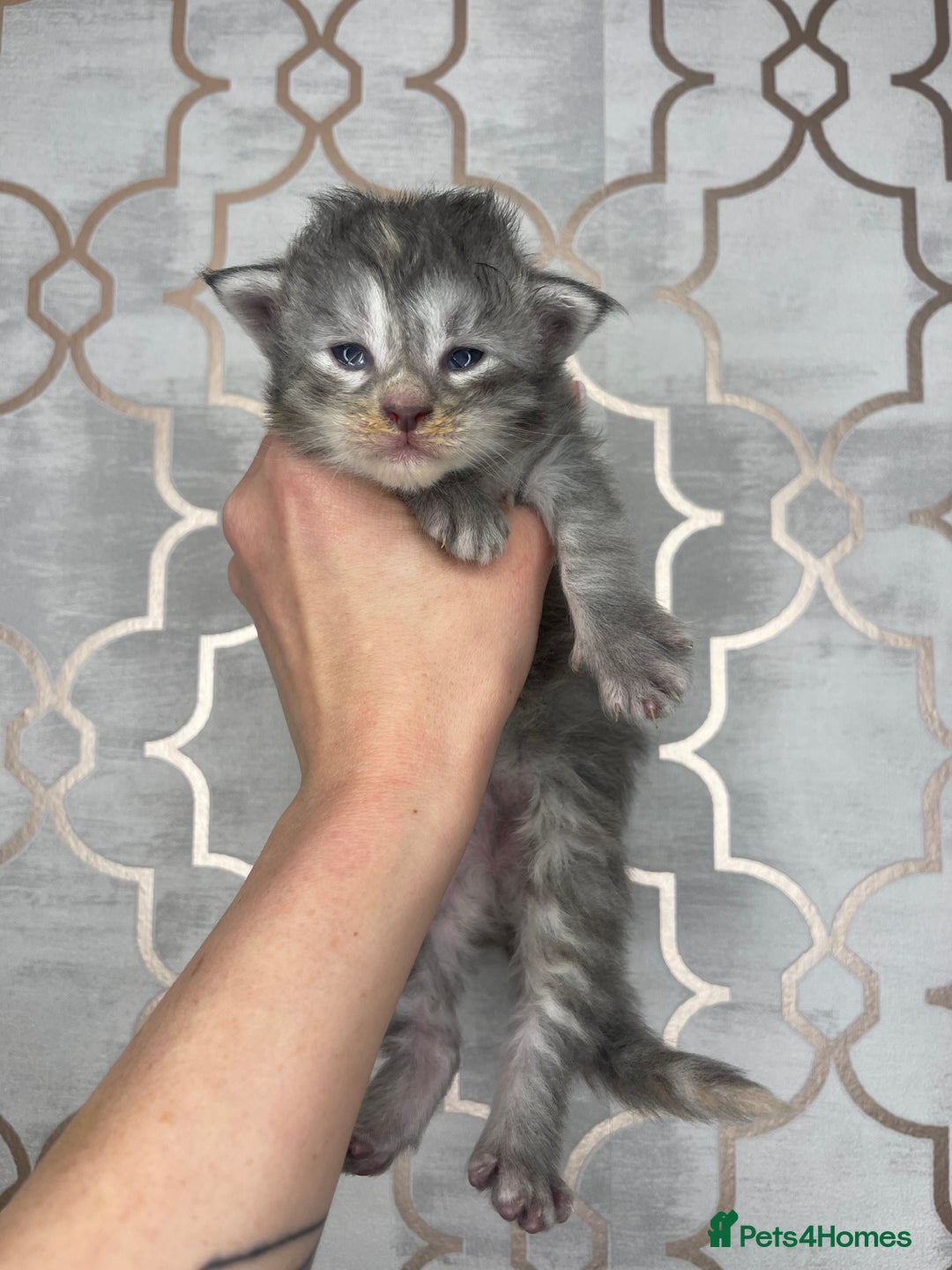 Maine Coon cats for sale: 🐾💛5 Sweet Maine Coons looking for forever home💛 - Advert 22