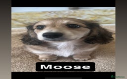 Miniature Dachshund dogs for sale: LAST BOY 💛 LONGHAIRED CREAM MINIATURE DACHSHUNDS  in Liverpool - Image 4