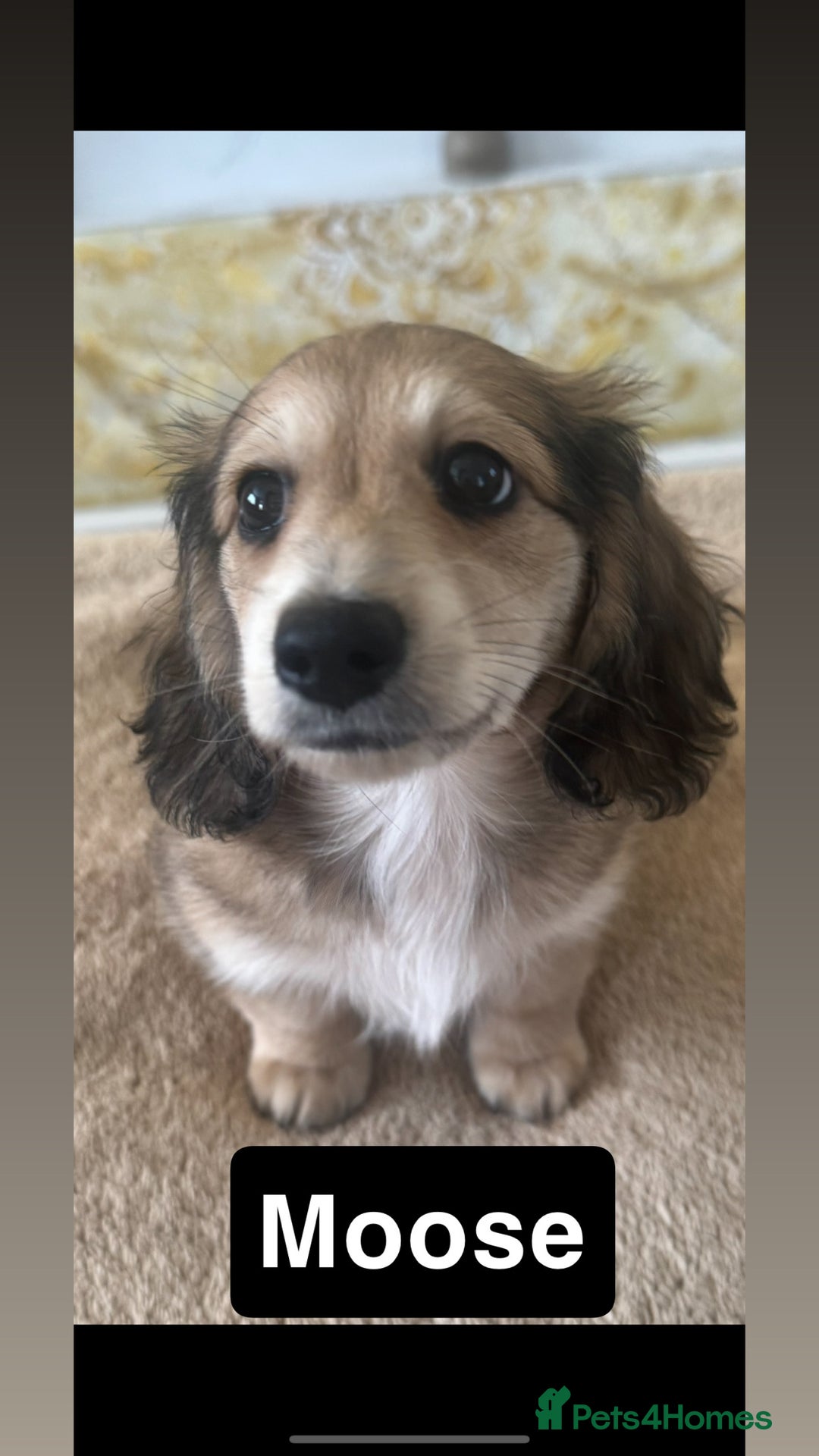 Miniature Dachshund dogs for sale: LAST BOY 💛 LONGHAIRED CREAM MINIATURE DACHSHUNDS  in Liverpool - Image 4