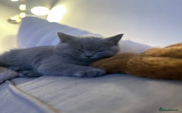 British Shorthair cats for sale: Prudence & pipers babies - Image 5