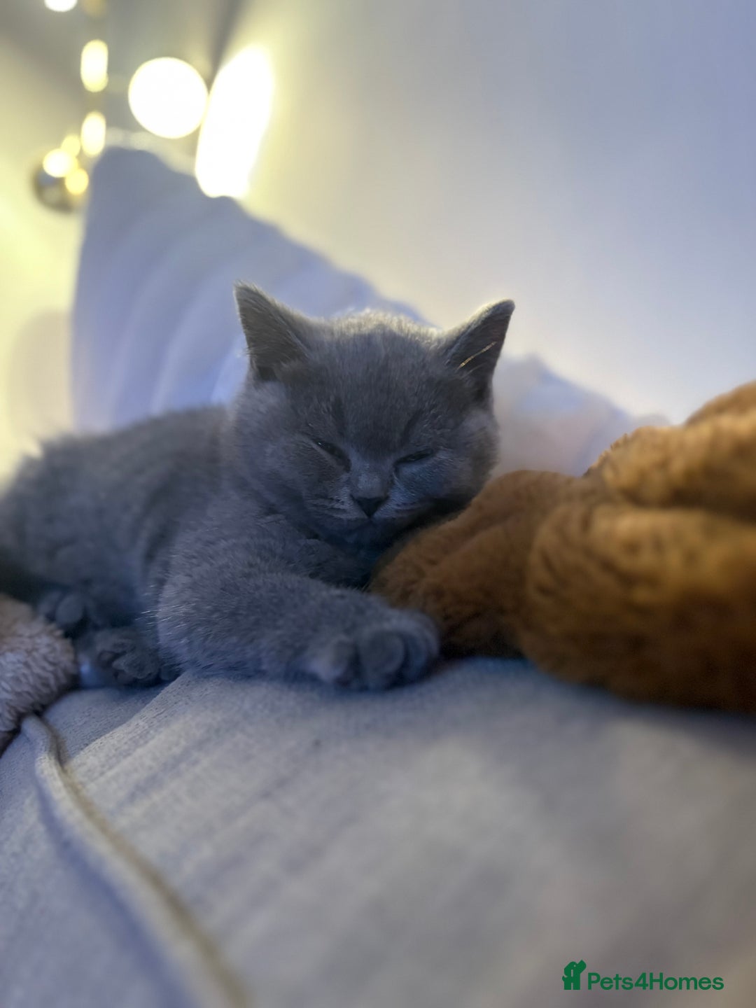 British Shorthair cats for sale: Prudence & pipers babies - Image 5