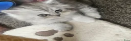 Persian cats for sale: 4 beautiful persain  kittens  for sale  - Advert 11