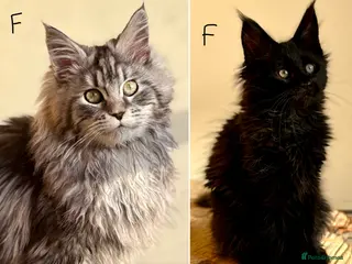 Maine Coon cats Beautiful Maine coon kittens - Advert 5