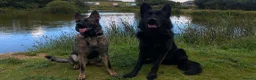German Shepherd dogs for sale: Working Line German Shepherd Puppies - Cornwall in Hayle - Advert 1