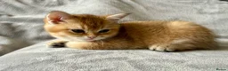 British Shorthair cats for sale: 🐾 Champion Bloodline BSH Golden Kittens 🐾 - Advert 9