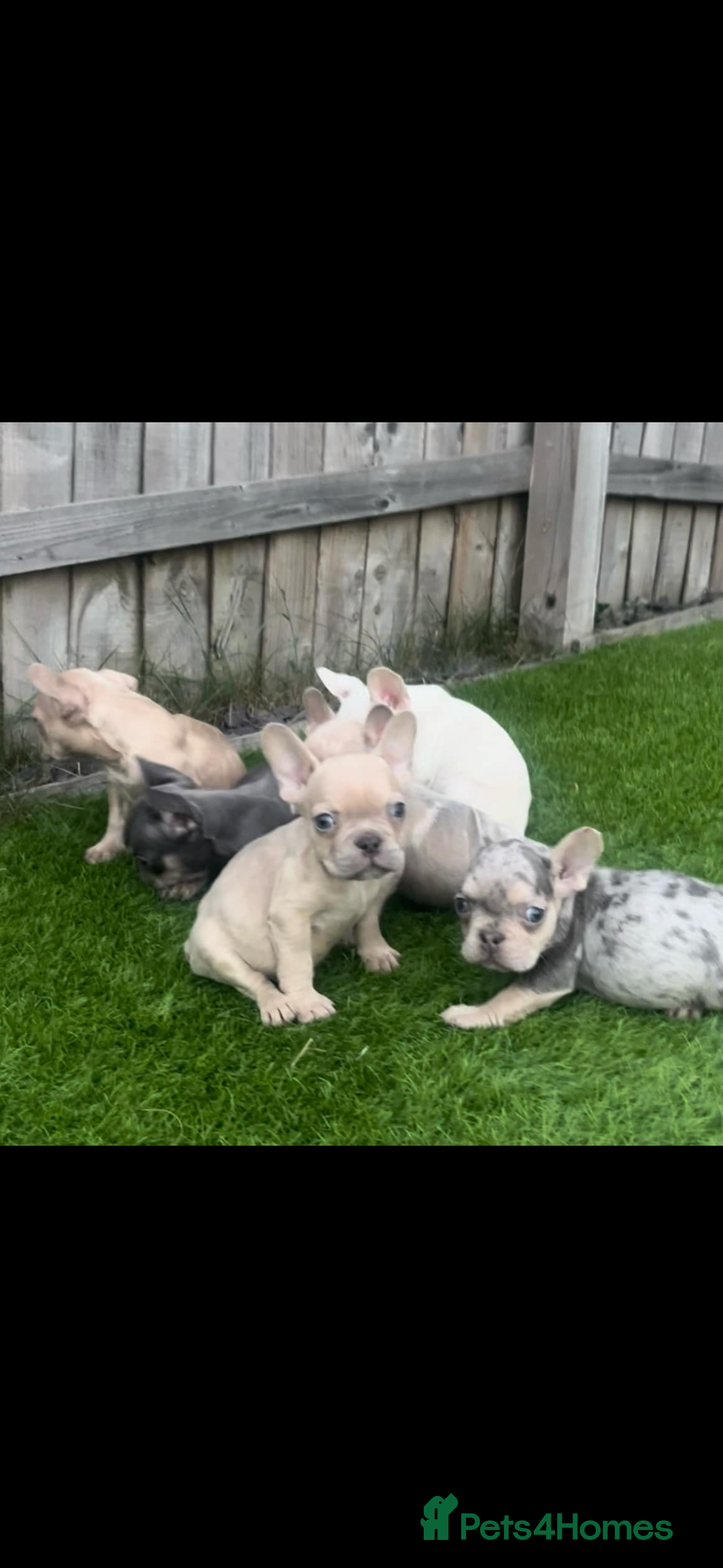 French Bulldog dogs for sale: French bull dog puppys  - Image 4