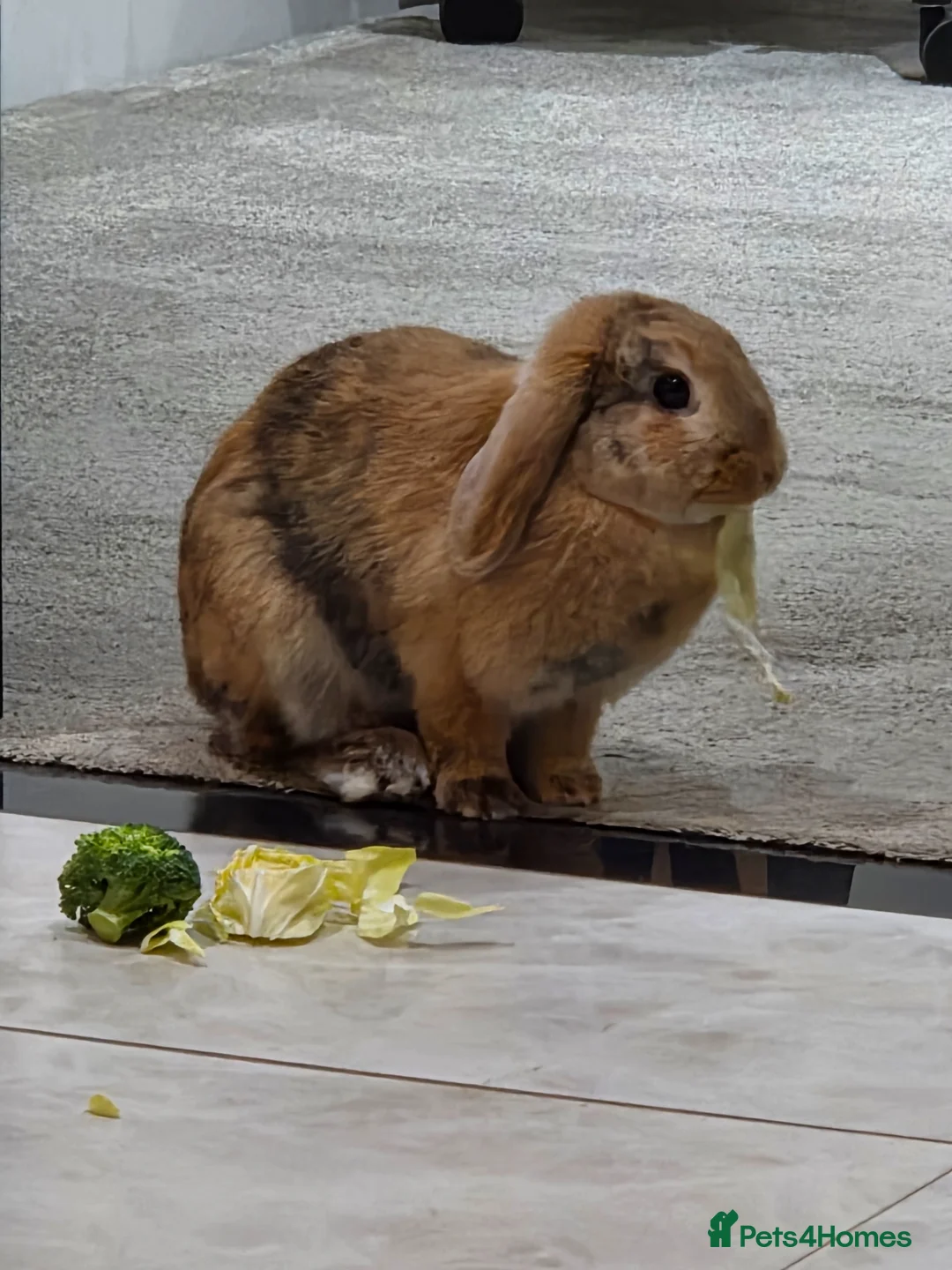 Mini Lop rabbits for sale: Gorgeous female mini lop rabbit up for sale - Advert 2