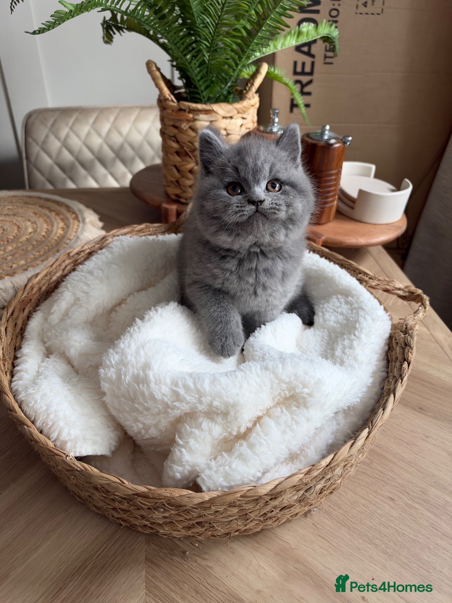 British Shorthair cats Last chunky blue boy left  - Advert 2