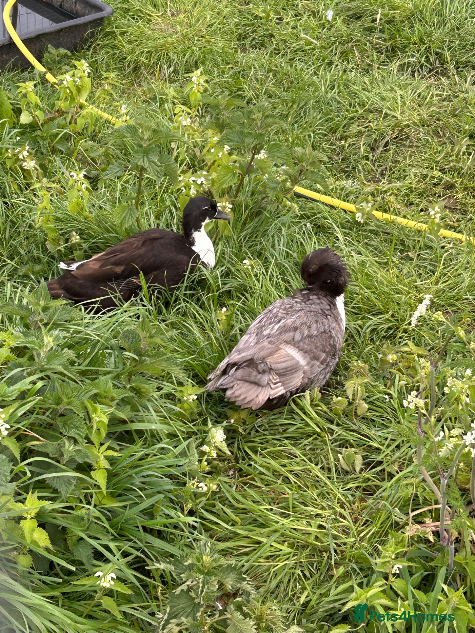 Ducks poultry Call duck females - Advert 1