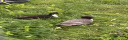 Ducks poultry for sale: Call duck females - Advert 1