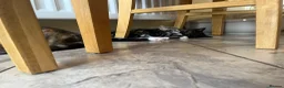 Domestic Shorthair cats for adoption: Become a Penny Paws foster homes for cats in need - Advert 4