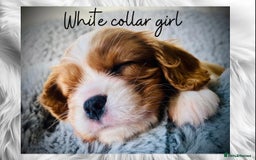 Cavalier King Charles Spaniel dogs for sale: Lovingly raised Blenheim Cavaliers  - Image 20
