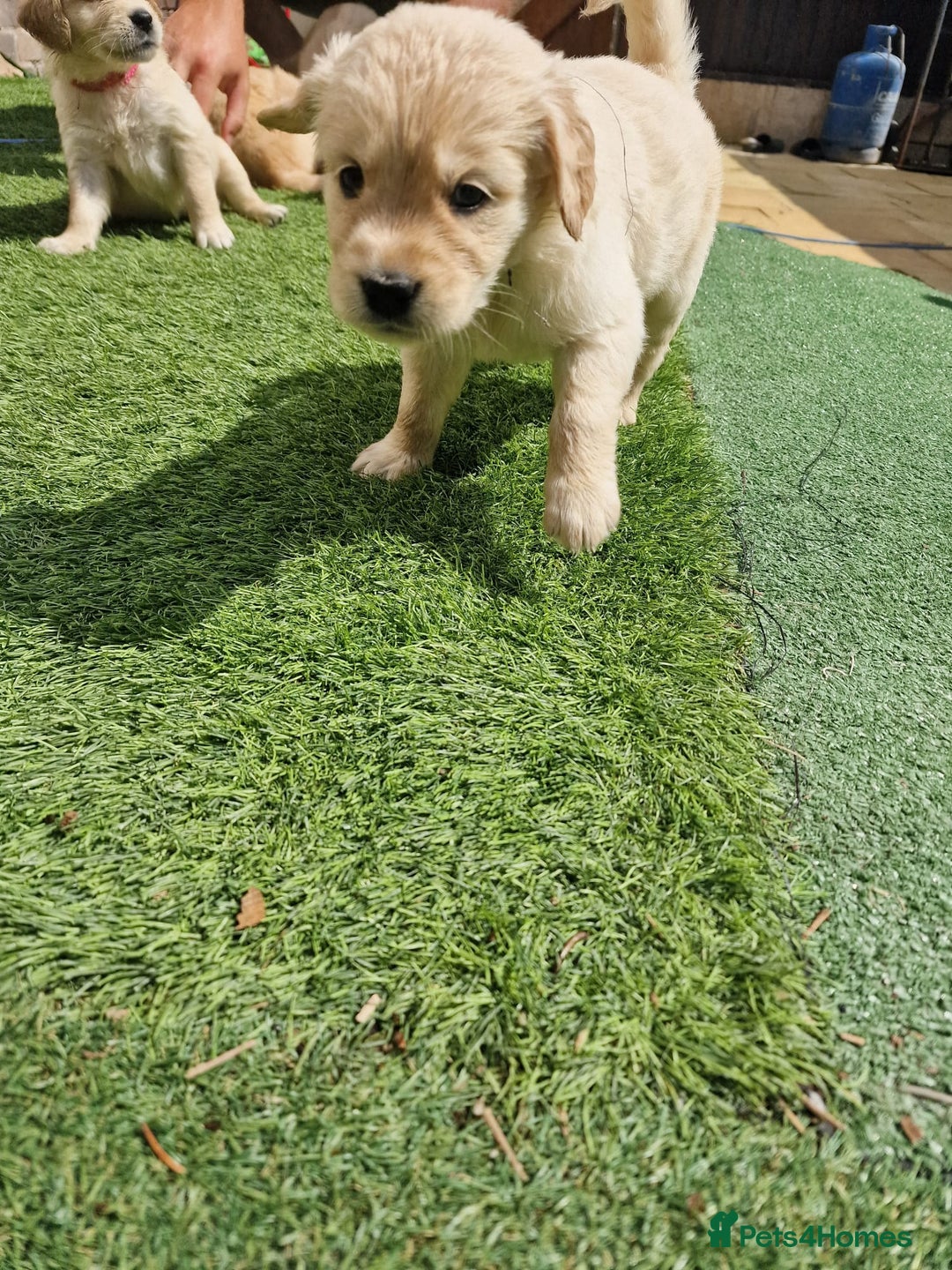 Golden Retriever dogs for sale: 10 Gorgeous Golden Retrievers 🐶❤️-Health & Hip ✅ - Image 10