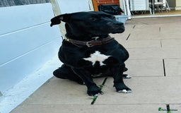 Mixed Breed dogs for sale: Ronnie  - Image 1