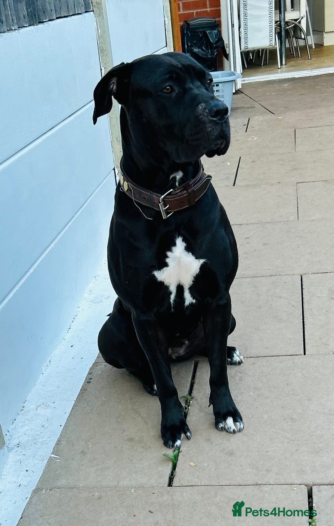 Mixed Breed dogs for sale: Ronnie  - Image 1