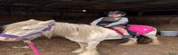 Irish Cob horses for sale: 11.2 cob mare 4 years  - Advert 2