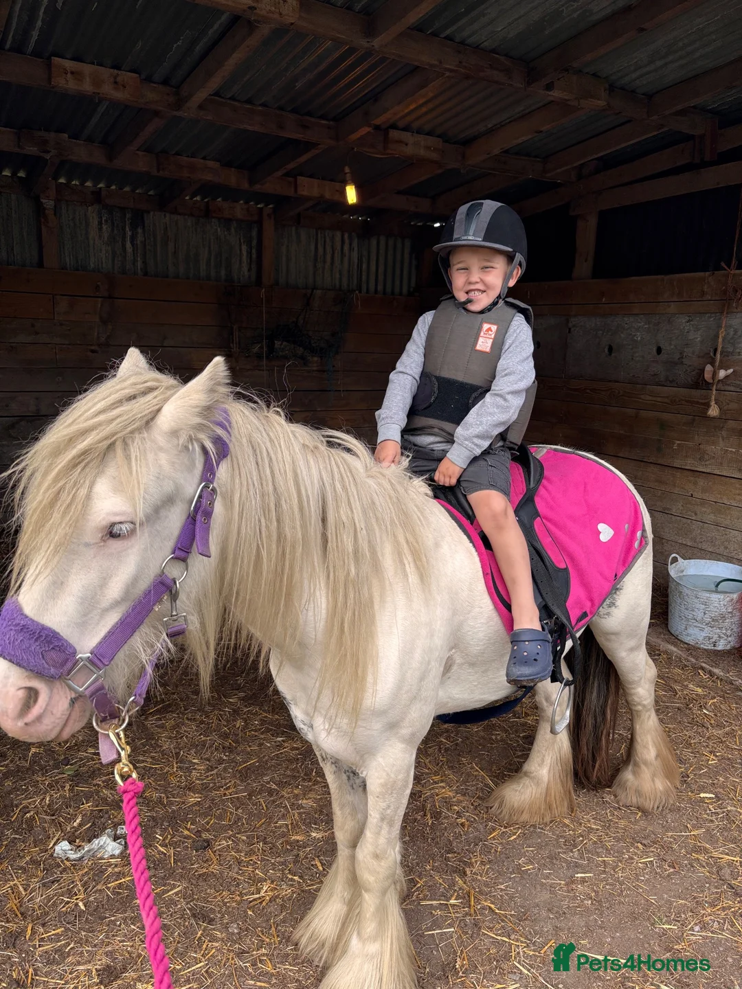 Irish Cob horses for sale: 11.2 cob mare 4 years  - Advert 2